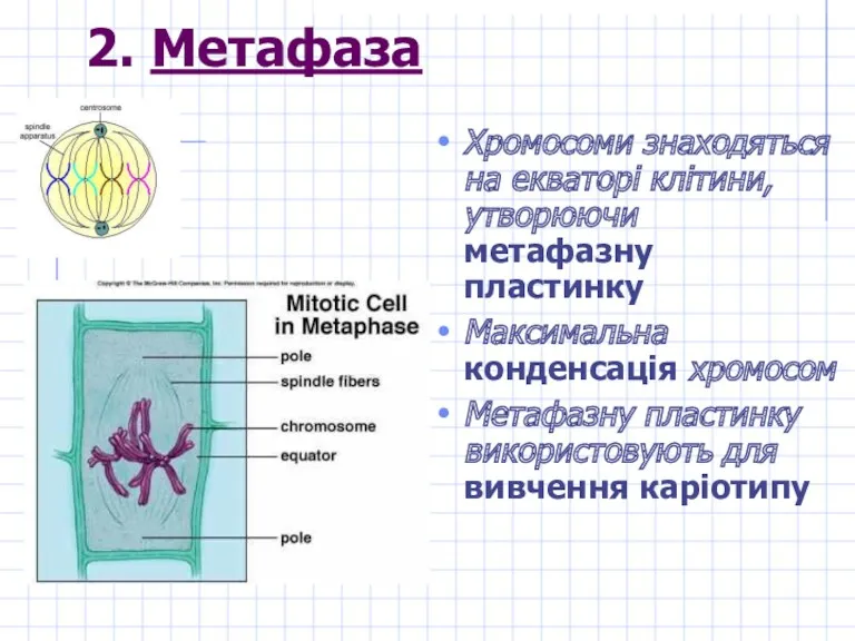 2. Метафаза Хромосоми знаходяться на екваторі клітини, утворюючи метафазну пластинку Максимальна конденсація хромосом