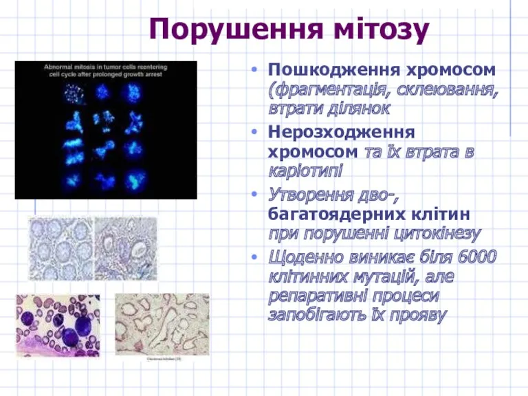 Порушення мітозу Пошкодження хромосом (фрагментація, склеювання, втрати ділянок Нерозходження хромосом