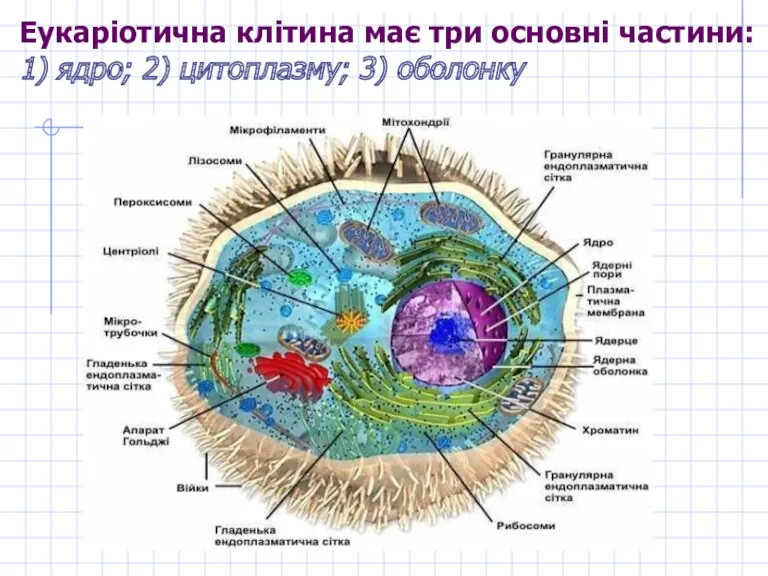 Еукаріотична клітина має три основні частини: 1) ядро; 2) цитоплазму; 3) оболонку