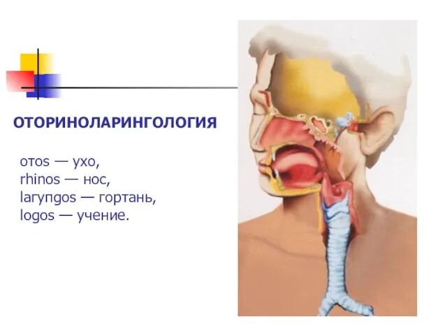 отоs — ухо, rhinos — нос, lагупgоs — гортань, logos — учение. ОТОРИНОЛАРИНГОЛОГИЯ