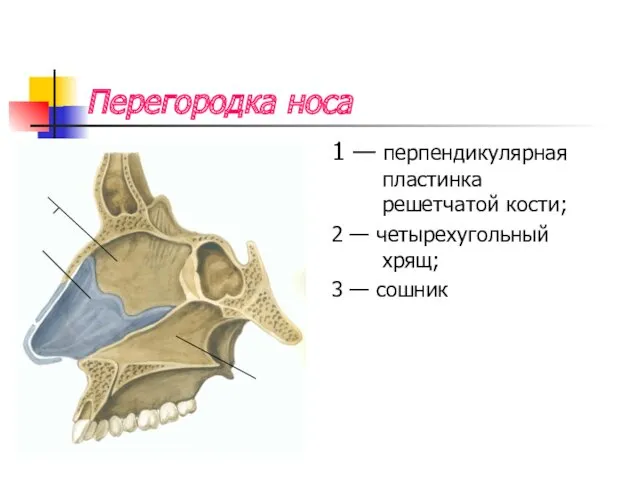 Перегородка носа 1 — перпендикулярная пластинка решетчатой кости; 2 — четырехугольный хрящ; 3 — сошник