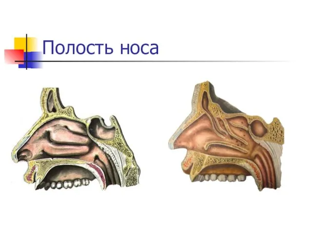 Полость носа