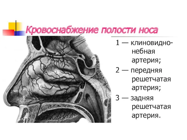 Кровоснабжение полости носа 1 — клиновидно- небная артерия; 2 —