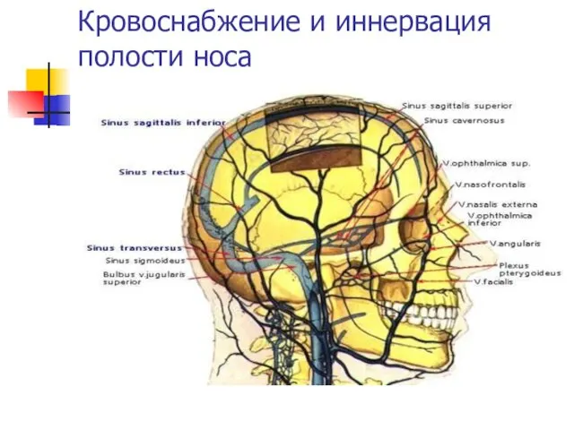 Кровоснабжение и иннервация полости носа