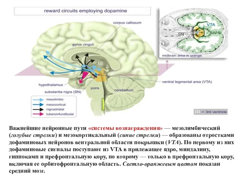 Важнейшие нейронные пути «системы вознаграждения» — мезолимбический (голубые стрелки) и