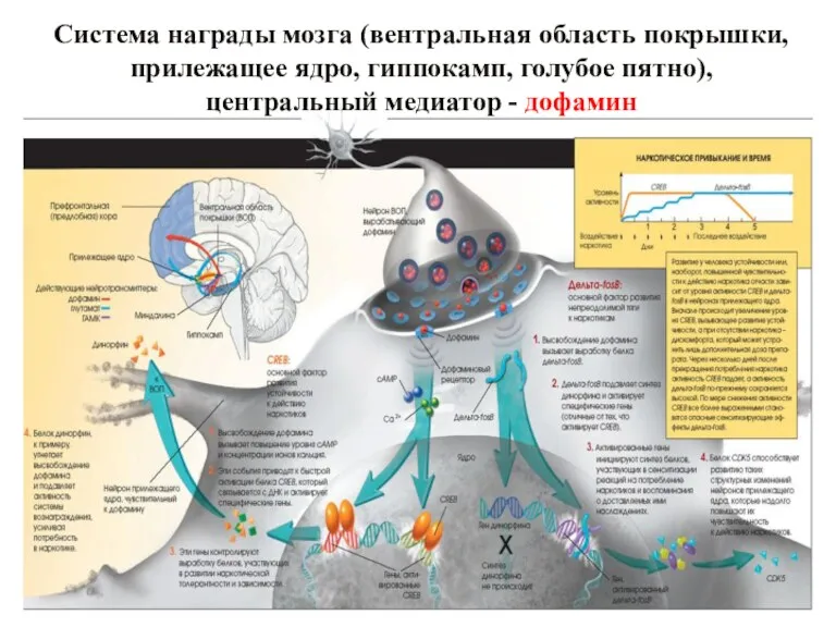 Система награды мозга (вентральная область покрышки, прилежащее ядро, гиппокамп, голубое пятно), центральный медиатор - дофамин