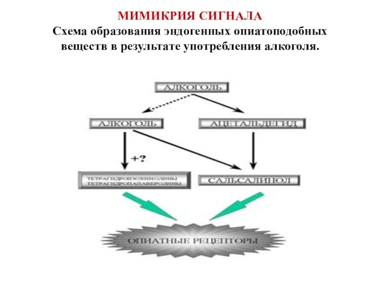 МИМИКРИЯ СИГНАЛА Схема образования эндогенных опиатоподобных веществ в результате употребления алкоголя.