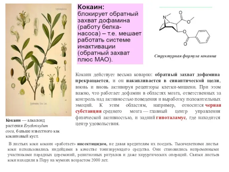 Кокаин — алкалоид растения Erythroxylum coca, больше известного как кокаиновый