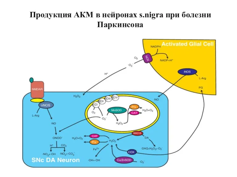 Продукция АКМ в нейронах s.nigra при болезни Паркинсона