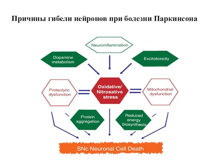 Причины гибели нейронов при болезни Паркинсона