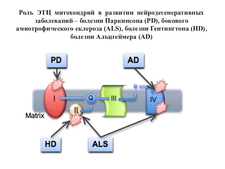 Роль ЭТЦ митохондрий в развитии нейродегенеративных заболеваний – болезни Паркинсона
