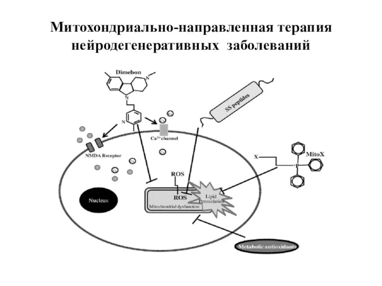 Митохондриально-направленная терапия нейродегенеративных заболеваний