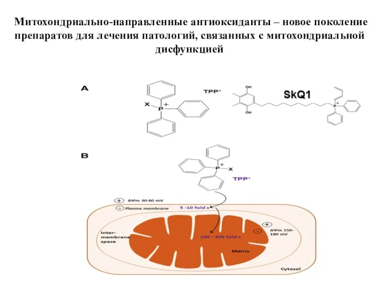 Митохондриально-направленные антиоксиданты – новое поколение препаратов для лечения патологий, связанных с митохондриальной дисфункцией