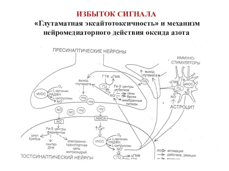 ИЗБЫТОК СИГНАЛА «Глутаматная эксайтотоксичность» и механизм нейромедиаторного действия оксида азота