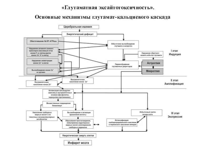 «Глутаматная эксайтотоксичность». Основные механизмы глутамат-кальциевого каскада