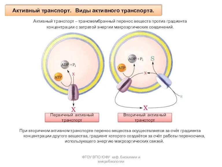 Активный транспорт. Виды активного транспорта. ФГОУ ВПО ЮФУ каф. биохимии