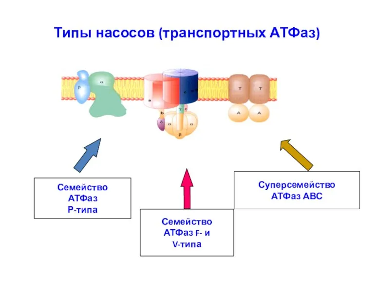 Типы насосов (транспортных АТФаз) Семейство АТФаз Р-типа Семейство АТФаз F- и V-типа Суперсемейство АТФаз АВС