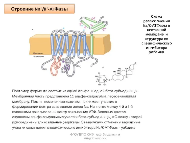 Строение Na+/K+-ATФазы ФГОУ ВПО ЮФУ каф. биохимии и микробиологии Протомер