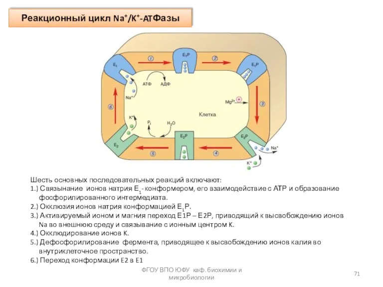 Реакционный цикл Na+/K+-ATФазы ФГОУ ВПО ЮФУ каф. биохимии и микробиологии