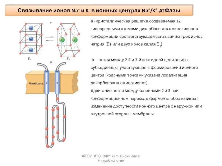 Связывание ионов Na+ и K в ионных центрах Na+/K+-ATФазы ФГОУ