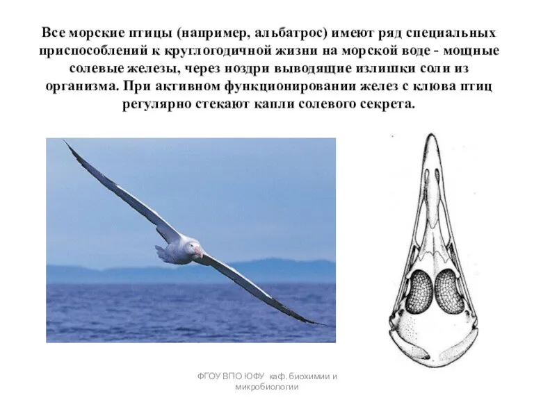 ФГОУ ВПО ЮФУ каф. биохимии и микробиологии Все морские птицы