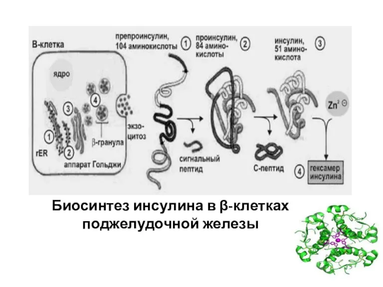 Биосинтез инсулина в β-клетках поджелудочной железы