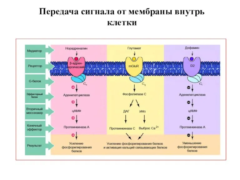 Передача сигнала от мембраны внутрь клетки