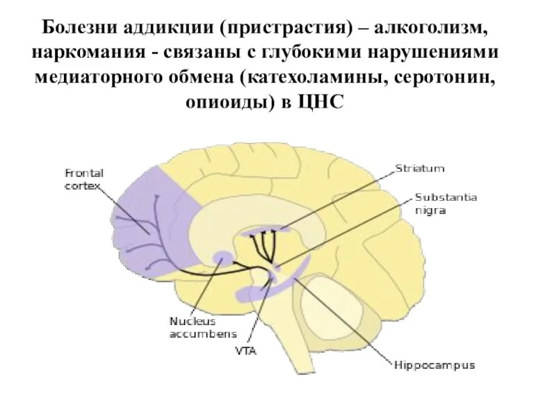 Болезни аддикции (пристрастия) – алкоголизм, наркомания - связаны с глубокими