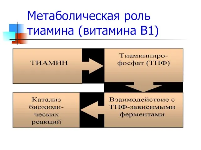 Метаболическая роль тиамина (витамина В1)