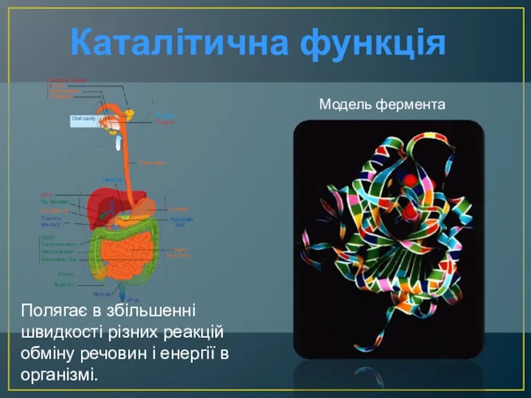 Каталітична функція Модель фермента Полягає в збільшенні швидкості різних реакцій обміну речовин і енергії в організмі.