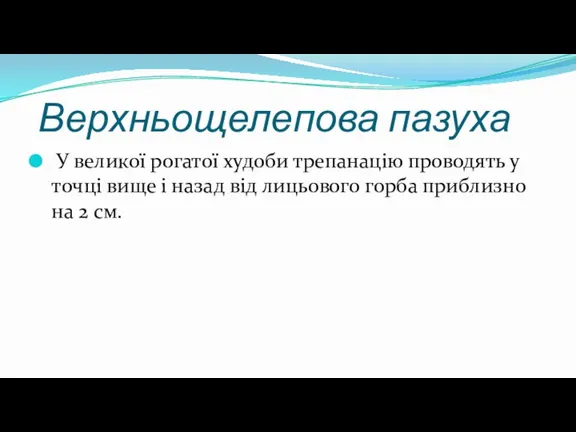 Верхньощелепова пазуха У великої рогатої худоби трепанацію проводять у точці