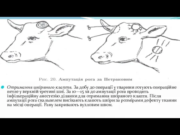 Отримання шкіряного клаптя. За добу до операції у тварини готують