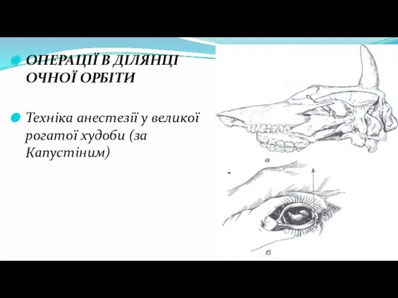 ОПЕРАЦІЇ В ДІЛЯНЦІ ОЧНОЇ ОРБІТИ Техніка анестезії у великої рогатої худоби (за Капустіним)