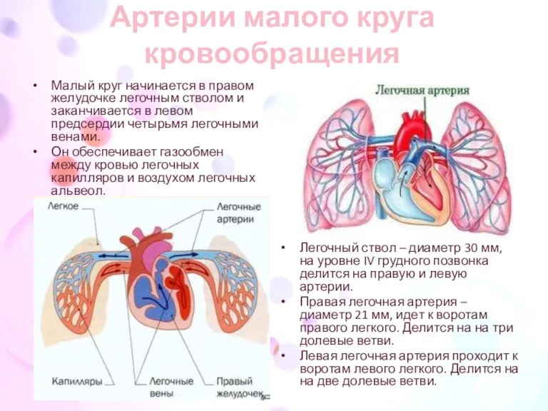 Артерии малого круга кровообращения Малый круг начинается в правом желудочке