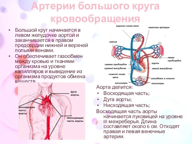 Артерии большого круга кровообращения Большой круг начинается в левом желудочке