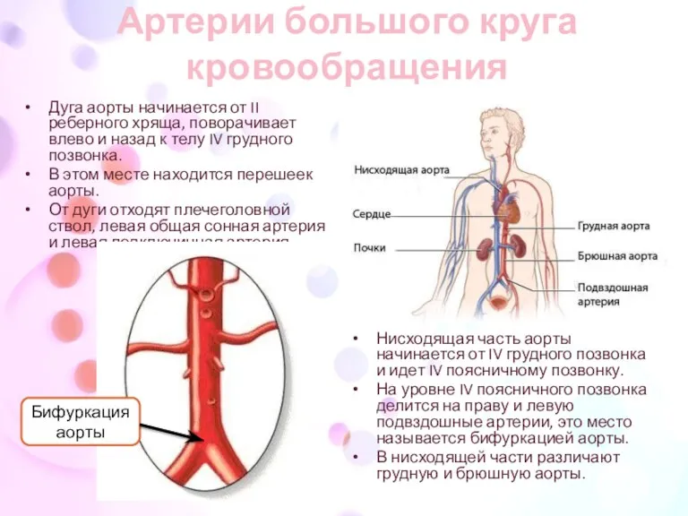 Артерии большого круга кровообращения Дуга аорты начинается от II реберного