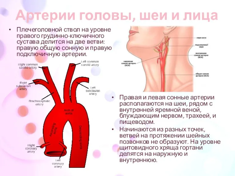 Артерии головы, шеи и лица Плечеголовной ствол на уровне правого