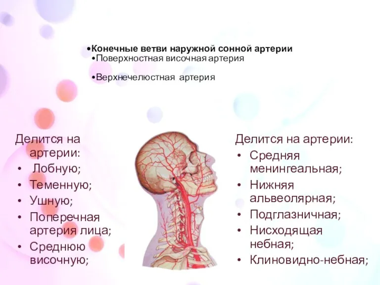 Конечные ветви наружной сонной артерии Поверхностная височная артерия Верхнечелюстная артерия