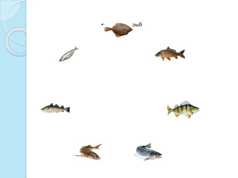 Семейства рыб