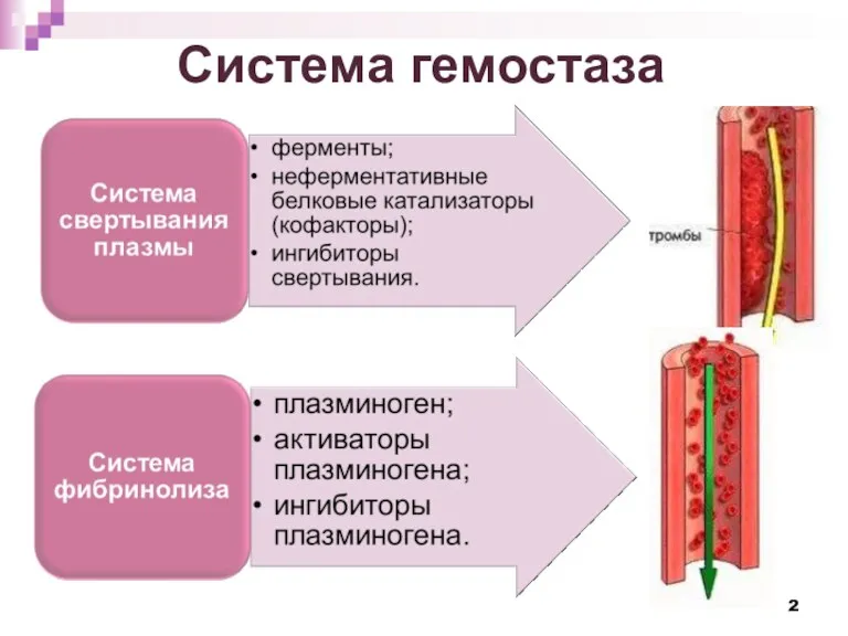 Система гемостаза