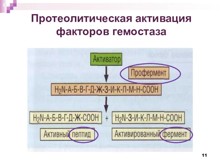 Протеолитическая активация факторов гемостаза