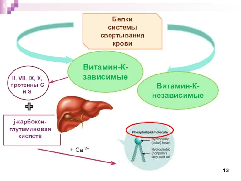 Белки системы свертывания крови Витамин-К-зависимые Витамин-К-независимые II, VII, IX, X,