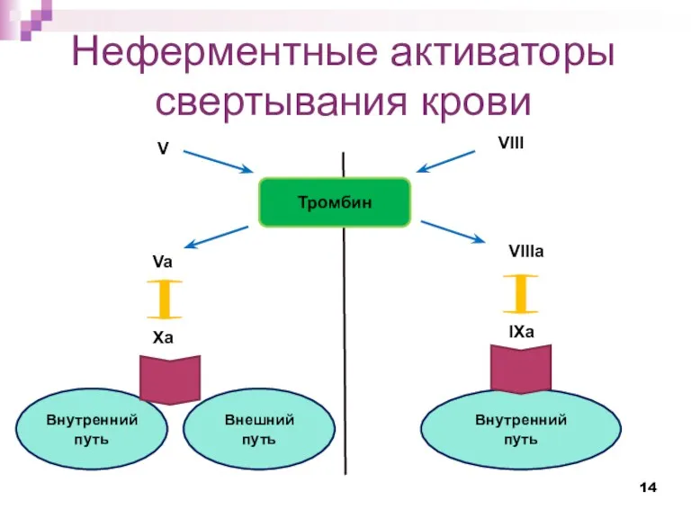 Неферментные активаторы свертывания крови V VIII Тромбин Va VIIIa Xa