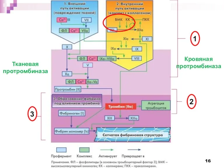 1 2 3 Тканевая протромбиназа Кровяная протромбиназа