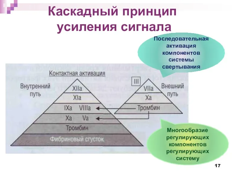 Каскадный принцип усиления сигнала Последовательная активация компонентов системы свертывания Многообразие регулирующих компонентов регулирующих систему