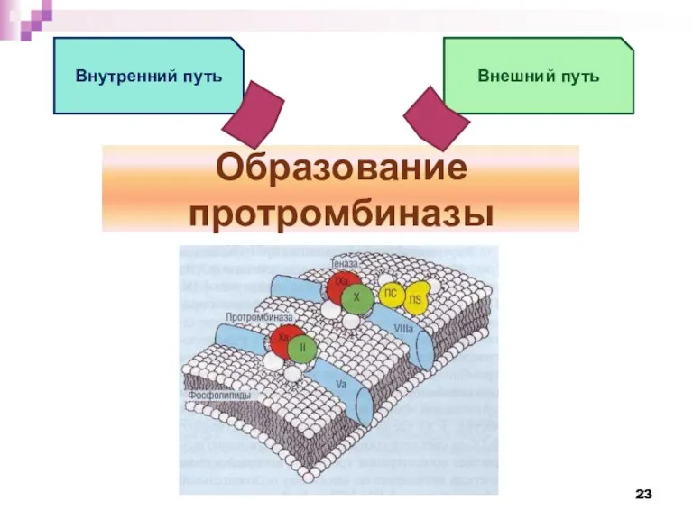 Образование протромбиназы Внутренний путь Внешний путь