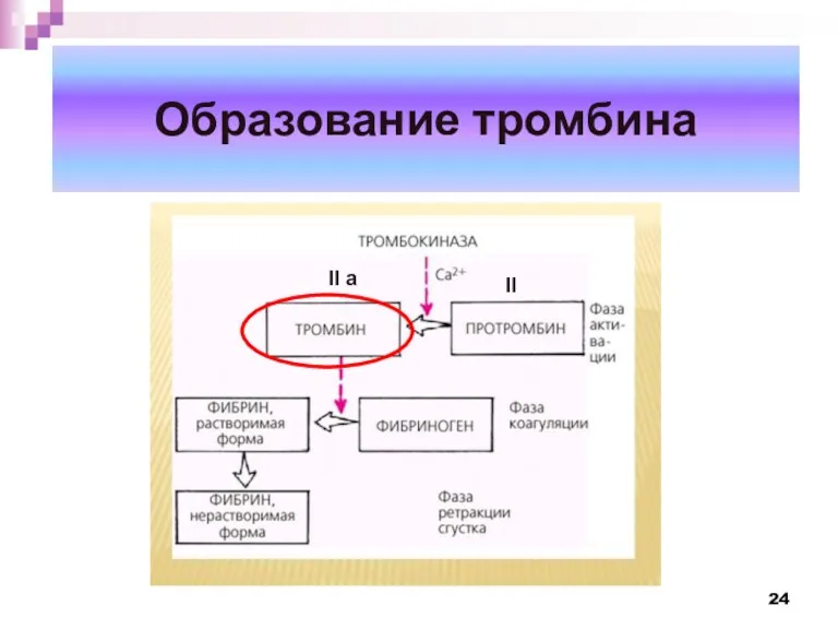 Образование тромбина II II a