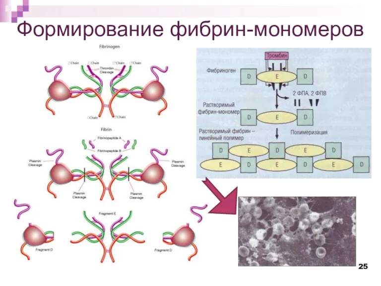 Формирование фибрин-мономеров