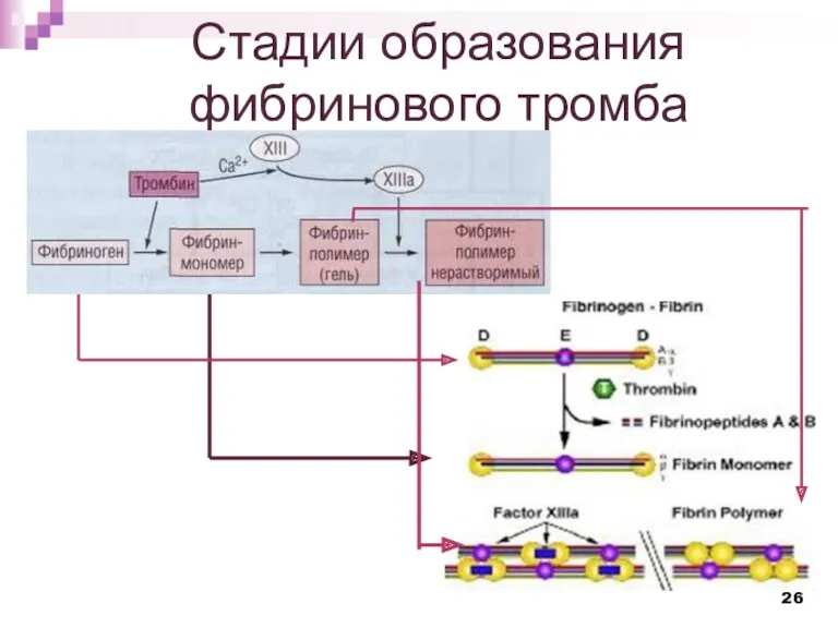 Стадии образования фибринового тромба