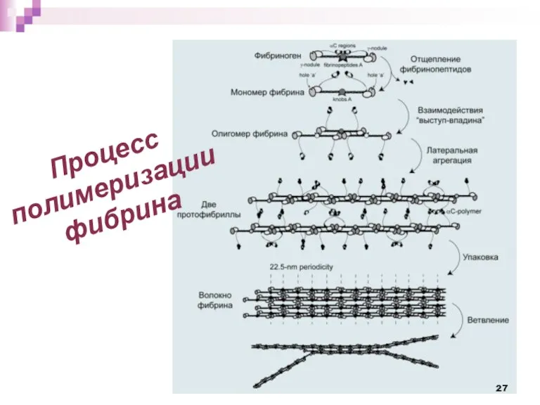 Процесс полимеризации фибрина